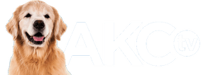 AKC TV Puppies 24/7