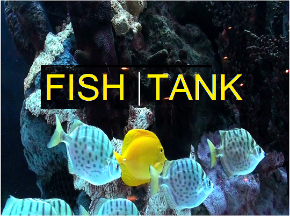 Fish Tank